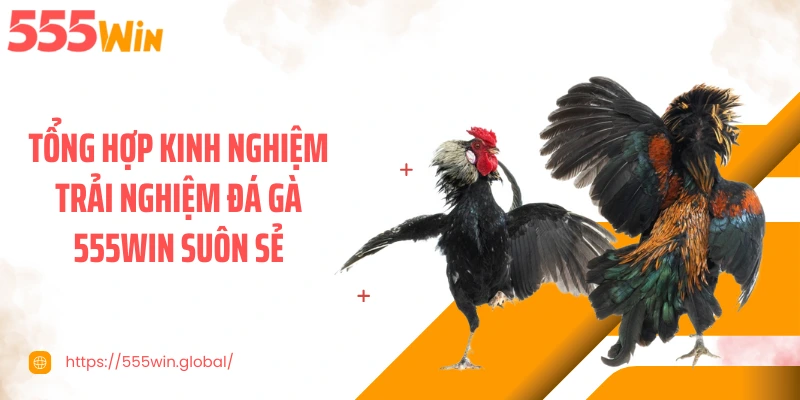 Tổng hợp kinh nghiệm trải nghiệm đá gà 555WIN suôn sẻ